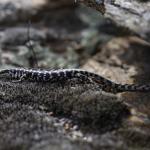 Otago skink (Western Form) <a href="https://www.instagram.com/joelknightnz/">© Joel Knight</a>