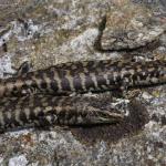 Pair of Otago skink (Western Form) <a href="https://www.instagram.com/joelknightnz/">© Joel Knight</a>