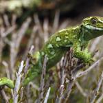 Jewelled Gecko (Central Otago) <a href="https://www.instagram.com/joelknightnz/">© Joel Knight</a>