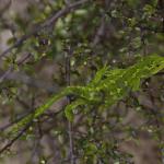 Jewelled Gecko (Central Otago) <a href="https://www.instagram.com/joelknightnz/">© Joel Knight</a>