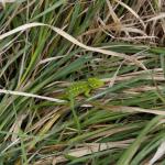 Jewelled Gecko (Central Otago) <a href="https://www.instagram.com/joelknightnz/">© Joel Knight</a>