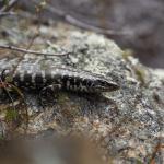 Otago skink (Western Form) <a href="https://www.instagram.com/joelknightnz/">© Joel Knight</a>