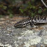 Otago skink (Western Form) <a href="https://www.instagram.com/joelknightnz/">© Joel Knight</a>