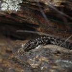 Otago skink (Western Form) <a href="https://www.instagram.com/joelknightnz/">© Joel Knight</a>