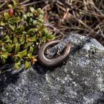 Oteake skink (Oteake Conservation Park, North Otago). <a href="https://www.instagram.com/joelknightnz/">© Joel Knight</a>