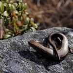 Oteake skink (Oteake Conservation Park, North Otago). <a href="https://www.instagram.com/joelknightnz/">© Joel Knight</a>