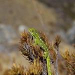 Jewelled Gecko (North Otago) <a href="https://www.instagram.com/joelknightnz/">© Joel Knight</a>