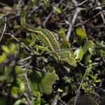 Jewelled Gecko (Otago) <a href="https://www.instagram.com/joelknightnz/">© Joel Knight</a>