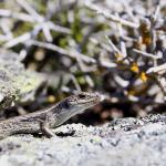 Western Grand Skink. <a href="https://www.instagram.com/joelknightnz/">© Joel Knight</a> 