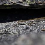 Western Grand Skink. <a href="https://www.instagram.com/joelknightnz/">© Joel Knight</a> 