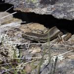 Western Grand Skink. <a href="https://www.instagram.com/joelknightnz/">© Joel Knight</a> 