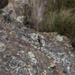 Otago skink (Western Form) <a href="https://www.instagram.com/joelknightnz/">© Joel Knight</a>