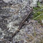 McCann's skink (Central Otago) <a href="https://www.instagram.com/joelknightnz/">© Joel Knight</a>