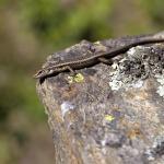 Western Grand Skink. <a href="https://www.instagram.com/joelknightnz/">© Joel Knight</a> 