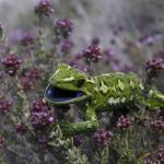 Jewelled Gecko (Central Otago) <a href="https://www.instagram.com/joelknightnz/">© Joel Knight</a>