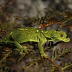West Coast green gecko (Lewis Pass, Canterbury). <a href="https://www.instagram.com/joelknightnz/">© Joel Knight</a>