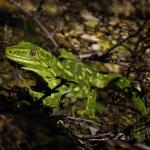 West Coast green gecko (Lewis Pass, Canterbury). <a href="https://www.instagram.com/joelknightnz/">© Joel Knight</a>