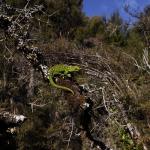 West Coast green gecko (Lewis Pass, Canterbury). <a href="https://www.instagram.com/joelknightnz/">© Joel Knight</a>