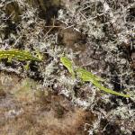 West Coast green gecko (Lewis Pass, Canterbury). <a href="https://www.instagram.com/joelknightnz/">© Joel Knight</a>