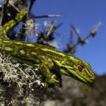 West Coast green gecko (Lewis Pass, Canterbury). <a href="https://www.instagram.com/joelknightnz/">© Joel Knight</a>