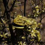 West Coast green gecko (Lewis Pass, Canterbury). <a href="https://www.instagram.com/joelknightnz/">© Joel Knight</a>