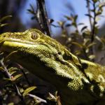 West Coast green gecko (Lewis Pass, Canterbury). <a href="https://www.instagram.com/joelknightnz/">© Joel Knight</a>