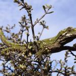 Rough Gecko (Kaikoura) <a href="https://www.instagram.com/joelknightnz/">© Joel Knight</a>