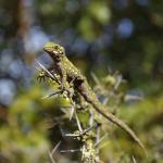 Rough Gecko (Kaikoura) <a href="https://www.instagram.com/joelknightnz/">© Joel Knight</a>