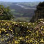 Rough Gecko (Kaikoura) <a href="https://www.instagram.com/joelknightnz/">© Joel Knight</a>