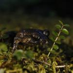 Hochstetter's frog (Coromandel). <a href="https://www.instagram.com/joelknightnz/">© Joel Knight</a>