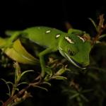 Elegant gecko in Kanuka (Coromandel). <a href="https://www.instagram.com/joelknightnz/">© Joel Knight</a>