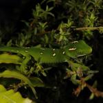 Elegant gecko in Kanuka (Coromandel). <a href="https://www.instagram.com/joelknightnz/">© Joel Knight</a>