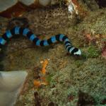 Brown-lipped sea krait, note the black/brown markings extending past the eyes (Laclo, Timor-Leste). © Ivan Samra