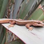 A Goldstripe gecko rests on a flax frond (Taranaki). © Halema Jamieson