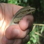 A Goldstripe gecko captured during a research trip (Taranaki). © Halema Jamieson