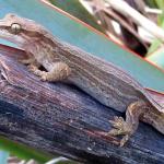 A Goldstripe gecko rests on the stalk of a flax flower (Taranaki). © Halema Jamieson