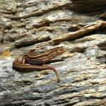 Tussock skink (Central Otago) <a href="https://www.instagram.com/joelknightnz/">© Joel Knight</a>