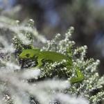 Marlborough Green Gecko (Marlborough Sounds) <a href="https://www.instagram.com/joelknightnz/">© Joel Knight</a>