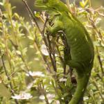 Marlborough Green Gecko (Marlborough Sounds) <a href="https://www.instagram.com/joelknightnz/">© Joel Knight</a>