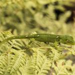 Neonate Marlborough Green Gecko (Marlborough Sounds) <a href="https://www.instagram.com/joelknightnz/">© Joel Knight</a>
