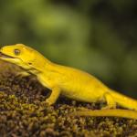 Xanthochromic Marlborough Green Gecko (Marlborough Sounds) <a href="https://www.instagram.com/joelknightnz/">© Joel Knight</a>