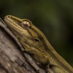 Southern striped gecko in Kanuka (Queen Charlotte Sound, Marlborough Sounds). <a href="https://www.instagram.com/joelknightnz/">© Joel Knight</a>