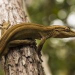 Southern striped gecko in Kanuka (Queen Charlotte Sound, Marlborough Sounds). <a href="https://www.instagram.com/joelknightnz/">© Joel Knight</a>