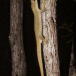 Southern striped gecko in Kanuka (Queen Charlotte Sound, Marlborough Sounds). <a href="https://www.instagram.com/joelknightnz/">© Joel Knight</a>