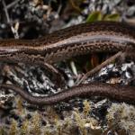 Oteake skink (Oteake Conservation Park, North Otago). <a href="https://www.instagram.com/samuelpurdiewildlife/">© Samuel Purdie</a>