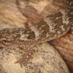 Raggedy Range gecko (Central Otago). <a href="https://www.instagram.com/samanimalman/">© Samuel Purdie</a>
