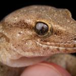 Tikumu gecko (Nelson Lakes). <a href="https://www.instagram.com/samuelpurdiewildlife/">© Samuel Purdie</a>