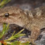 Tikumu gecko (Nelson Lakes). <a href="https://www.instagram.com/samuelpurdiewildlife/">© Samuel Purdie</a>