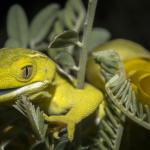 Xanthochromic elegant gecko <a href="https://www.instagram.com/joelknightnz/">© Joel Knight</a>