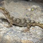 Raggedy Range gecko (Central Otago). <a href="https://www.instagram.com/samuelpurdiewildlife/">© Samuel Purdie</a>